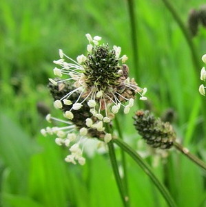 plantain 11