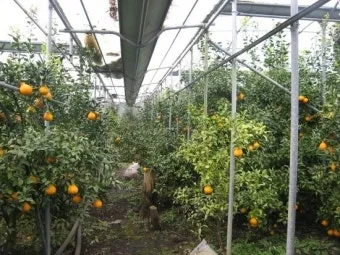 한라봉 재배 비가림 재배 가지 전정 당도 높이기_7