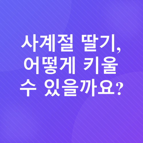 딸기 재배_2