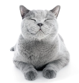 눈을 감은 회색 고양이.