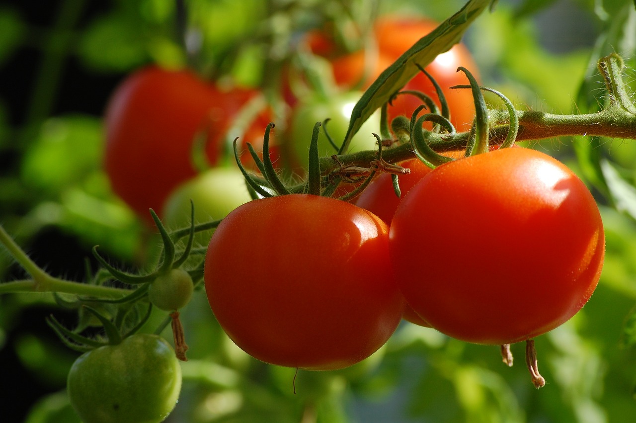 부산 대저 토마토 축제 2025 완벽 가이드