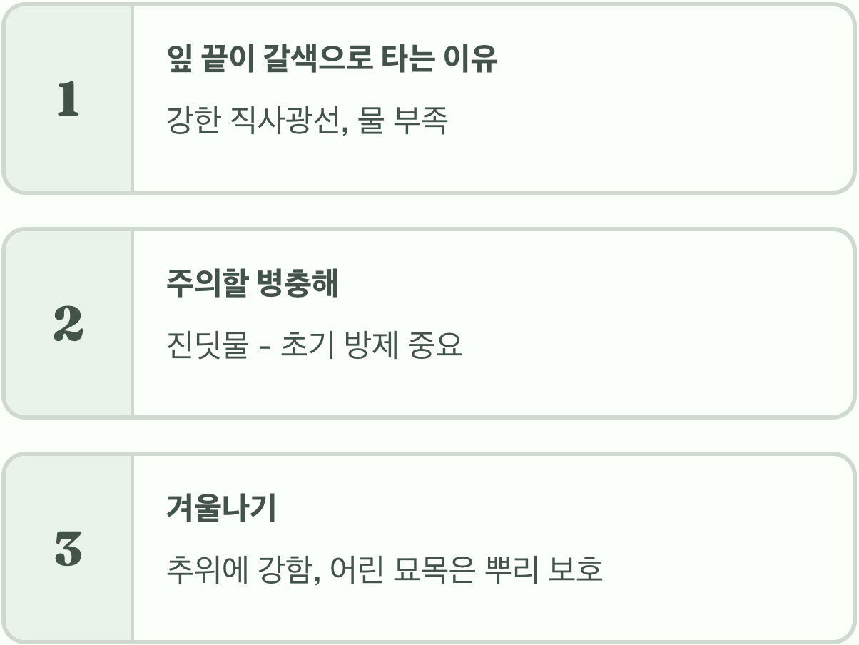 네군도단풍 플라밍고&amp;#44; 핑크빛 새순을 더 많이 보게 하는 비법