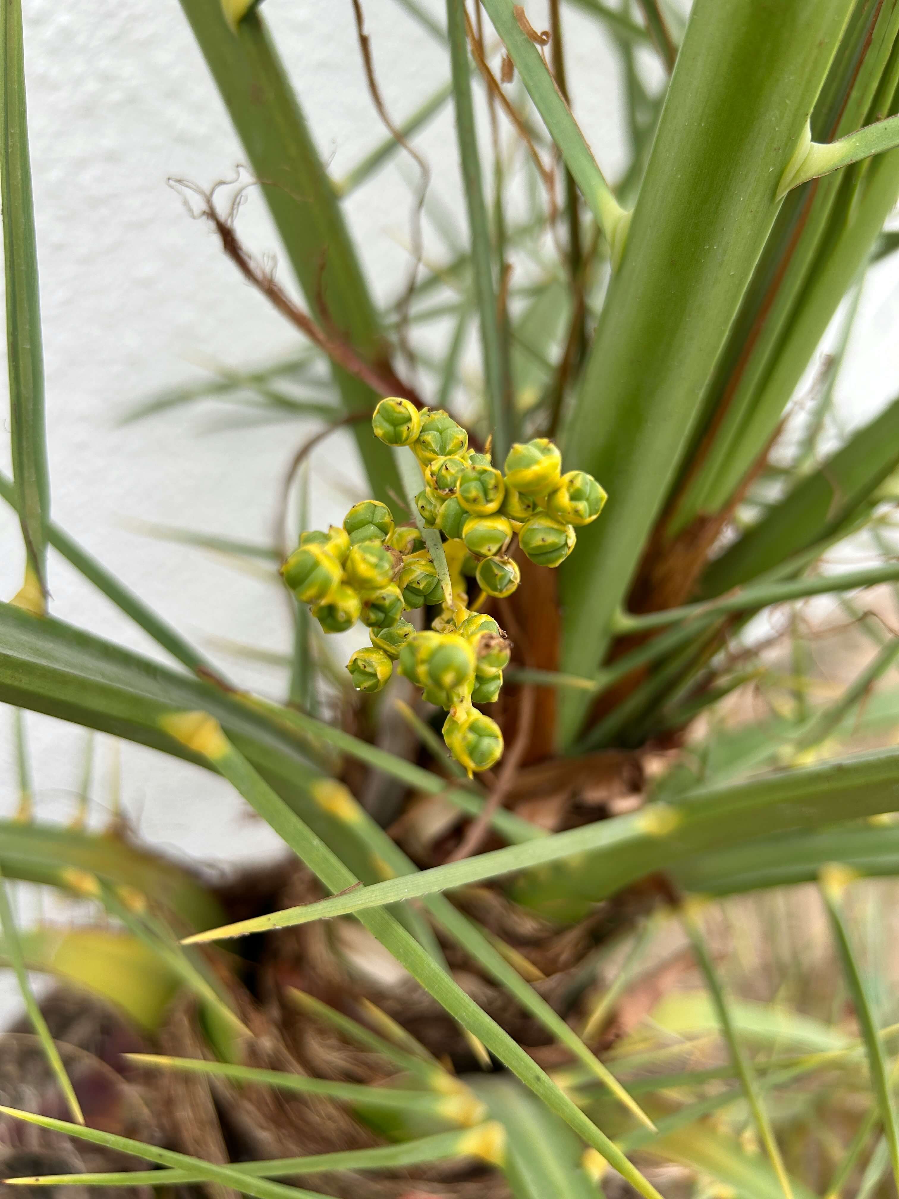 니파바이러스 예방