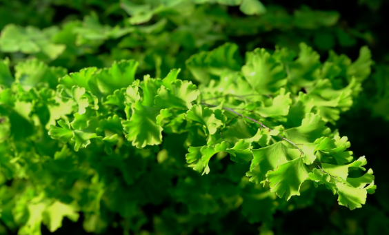 아디안텀 고사리 키우기