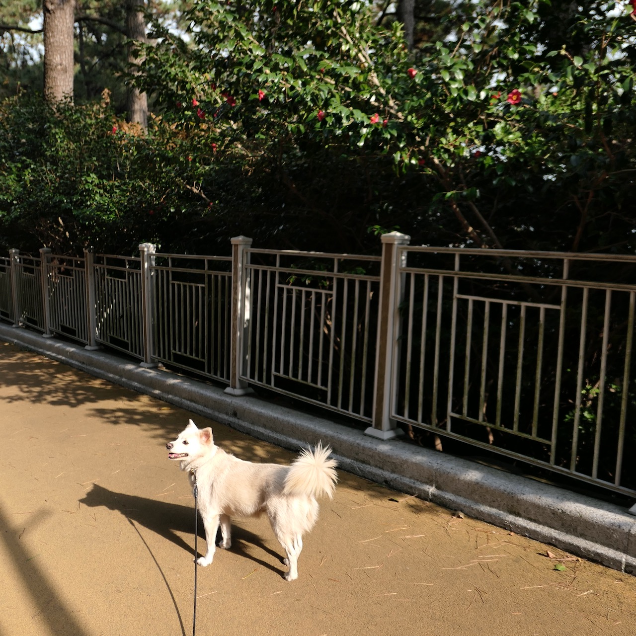 동백섬이라는 이름 답게 동백나무가 많습니다. 이미 개화해버린 꽃들도 있네요. 하지만 한파가 닥치면...