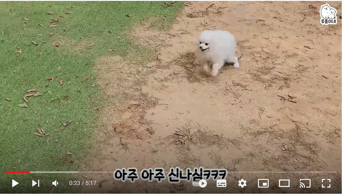 산속에서 눈 깜짝할 사이에 강아지가 사라졌다... 퐁키가 퐁키한 영상ㅋㅋㅋ