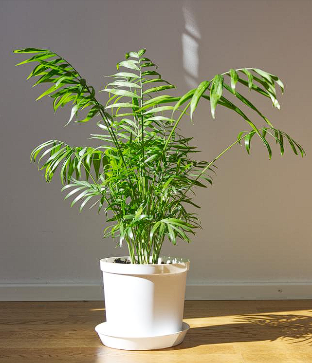 공기정화 식물 Best 5