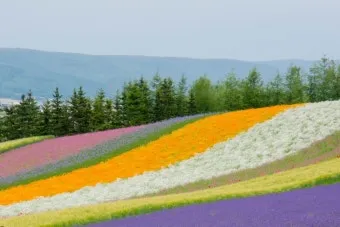 7월 8월 북해도 여름 날씨 홋카이도 삿포로 여행 최적기 성수기 옷차림 완벽 가이드_20