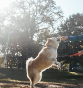 강아지 건강을 위한 매일 10분 생활 습관