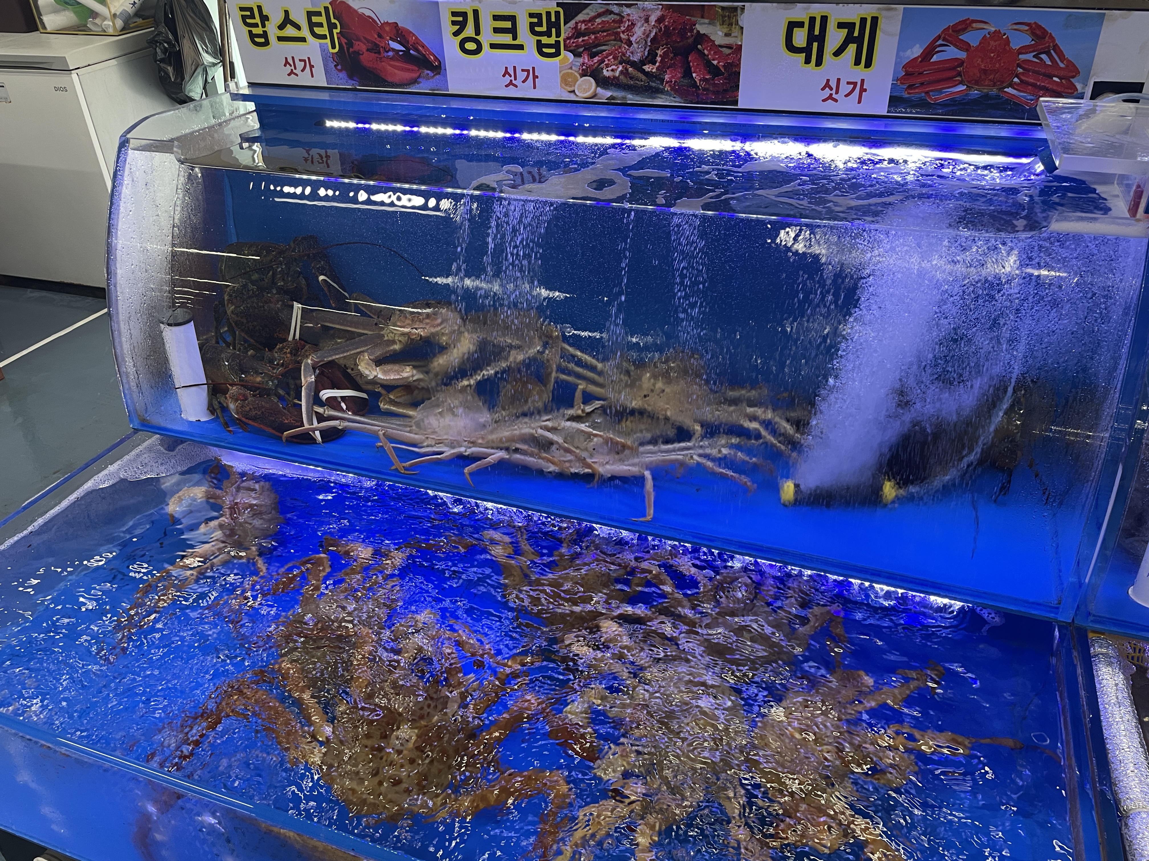 수관에 담겨 있는 킹크랩 모습