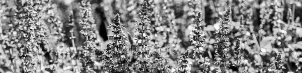 라벤더 꽃말 = '정절'