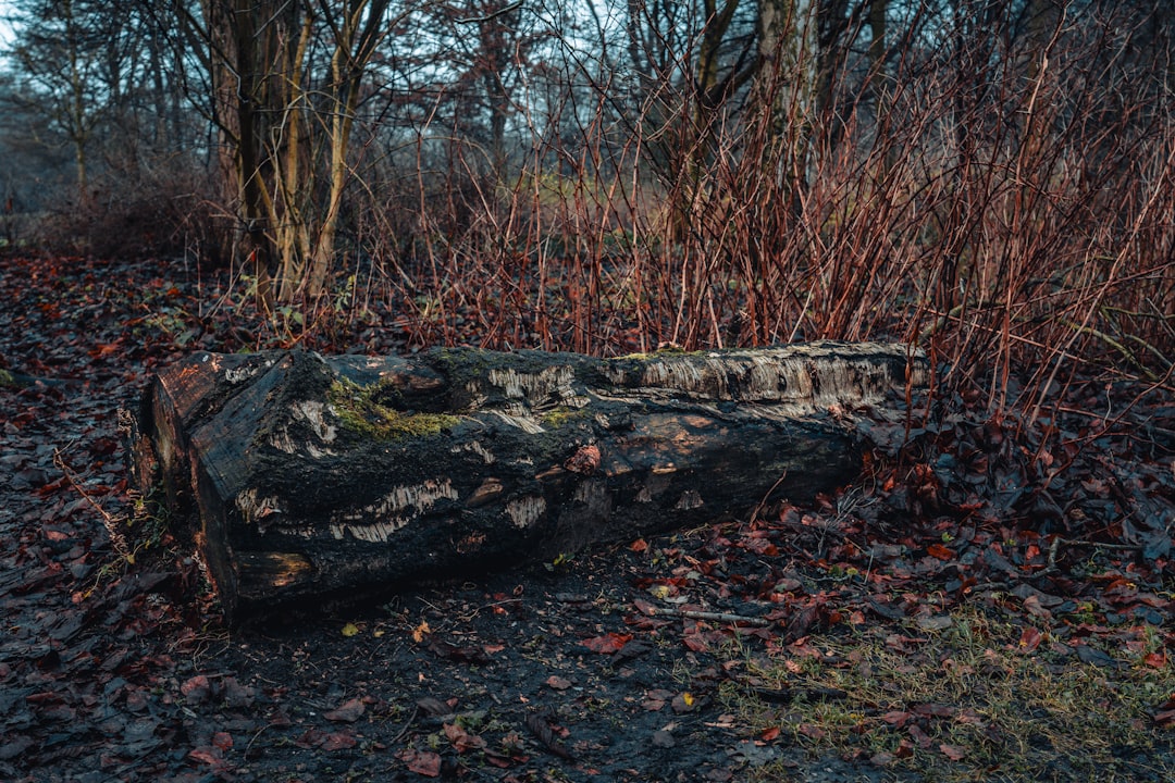 Renewal