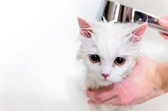 고양이 쉽게 목욕하는 방법과 준비 요령_3