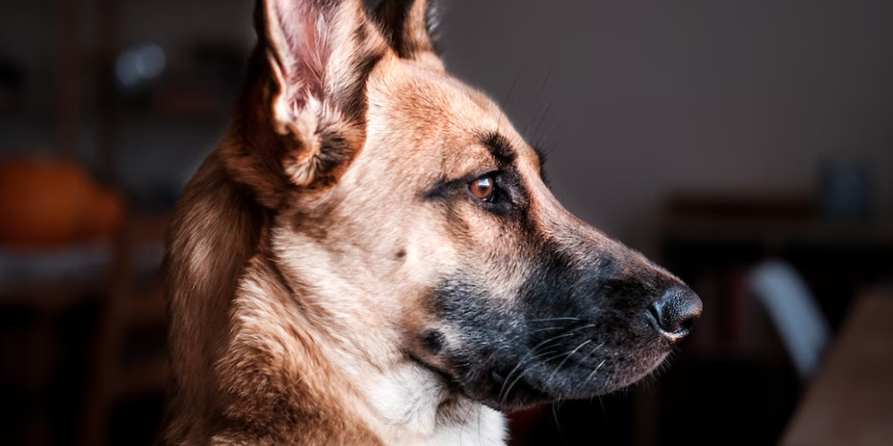 강아지 배변 훈련 방법 3