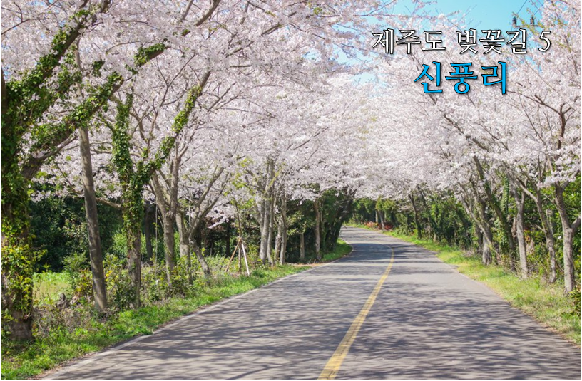 제주 벚꽃 명소