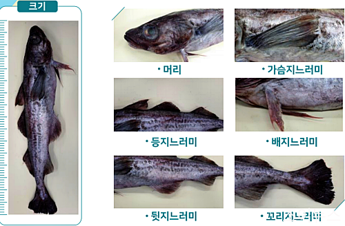 명태의 특징적인 모습들