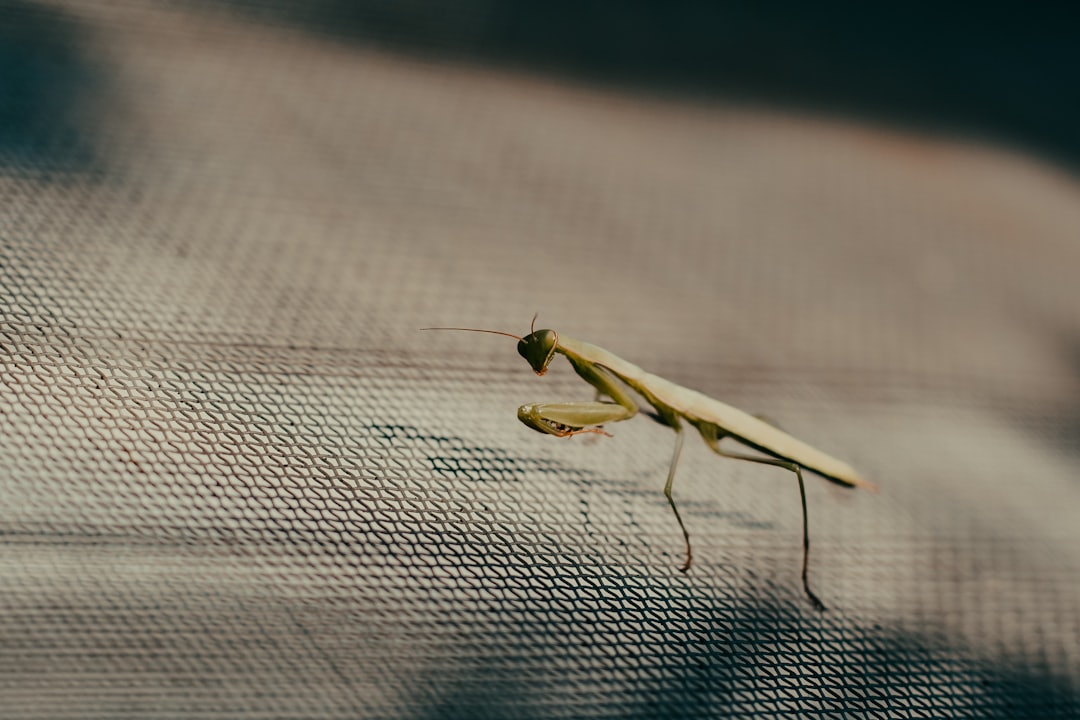 Malaria