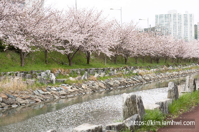 부산 벚꽃명소 지도보기