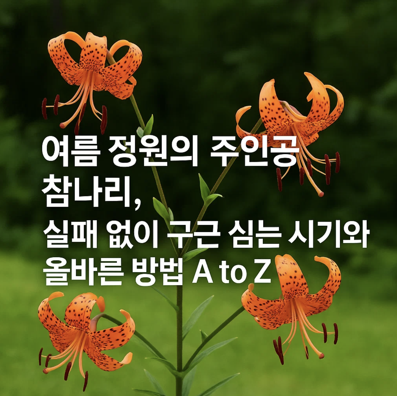 여름 정원의 주인공 참나리, 실패 없이 구근 심는 시기와 올바른 방법 A to Z