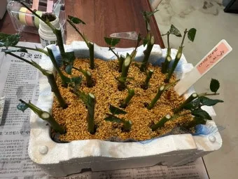 장미 삽목하는 방법 집에서 쉽게 번식하는 팁_19