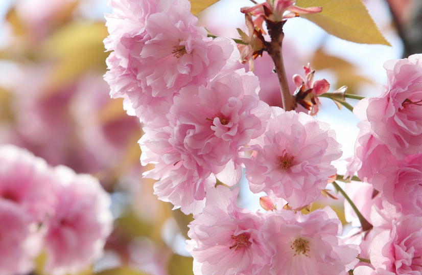 서울근교-겹벚꽃