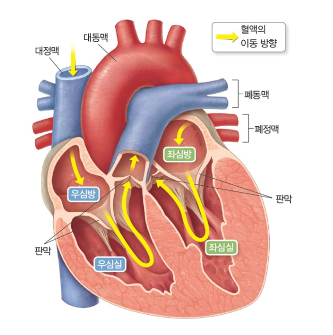 심장의-구조