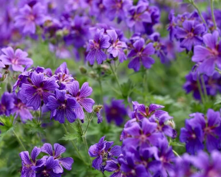 보라색의-제라늄-사진입니다.