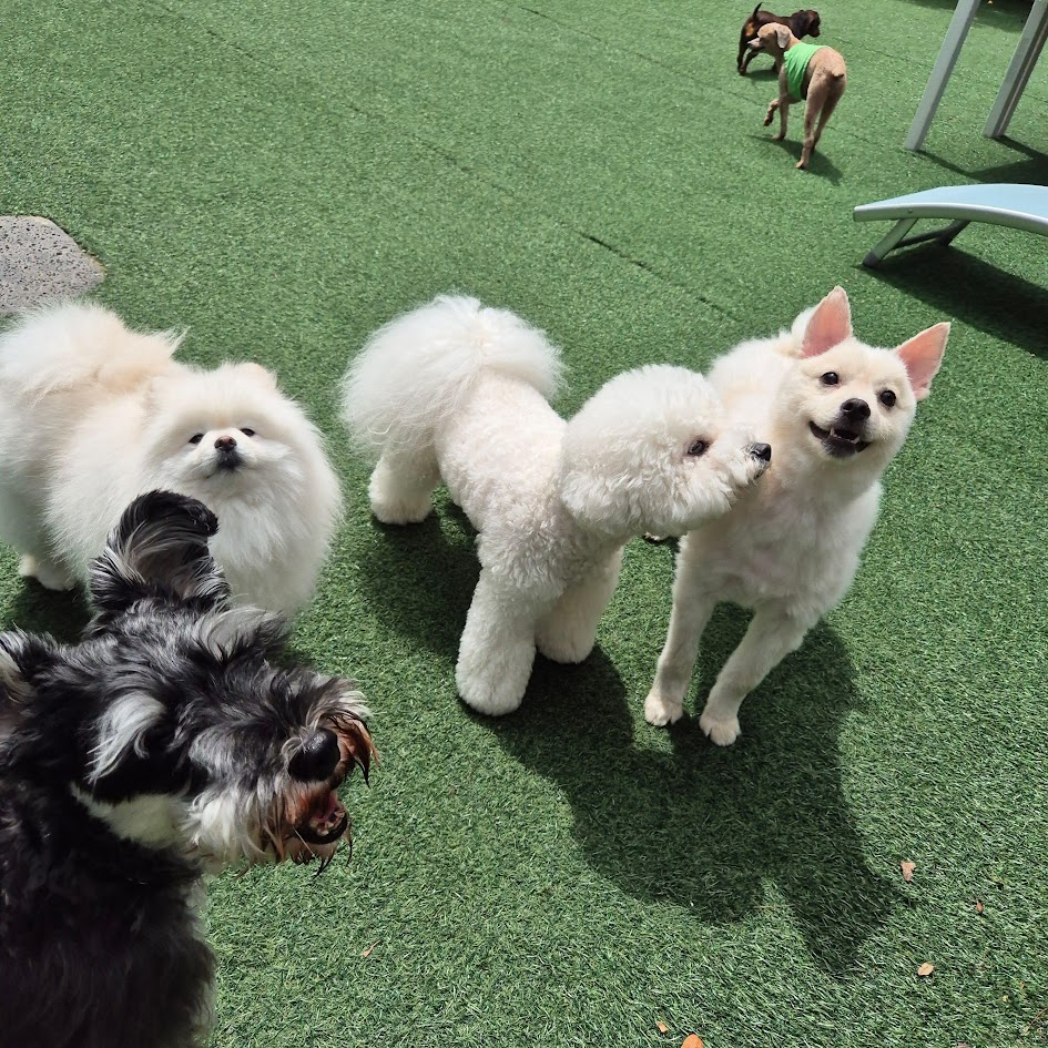 애견 호텔에서 비숑 등 다른 강아지들과 어울리는 강아지