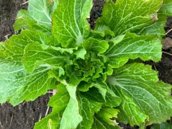 봄동 재배 파종시기 노지 월동 보온 피복 웃거름 타이밍_12