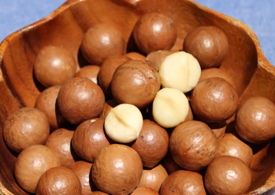 마카다미아의 효능