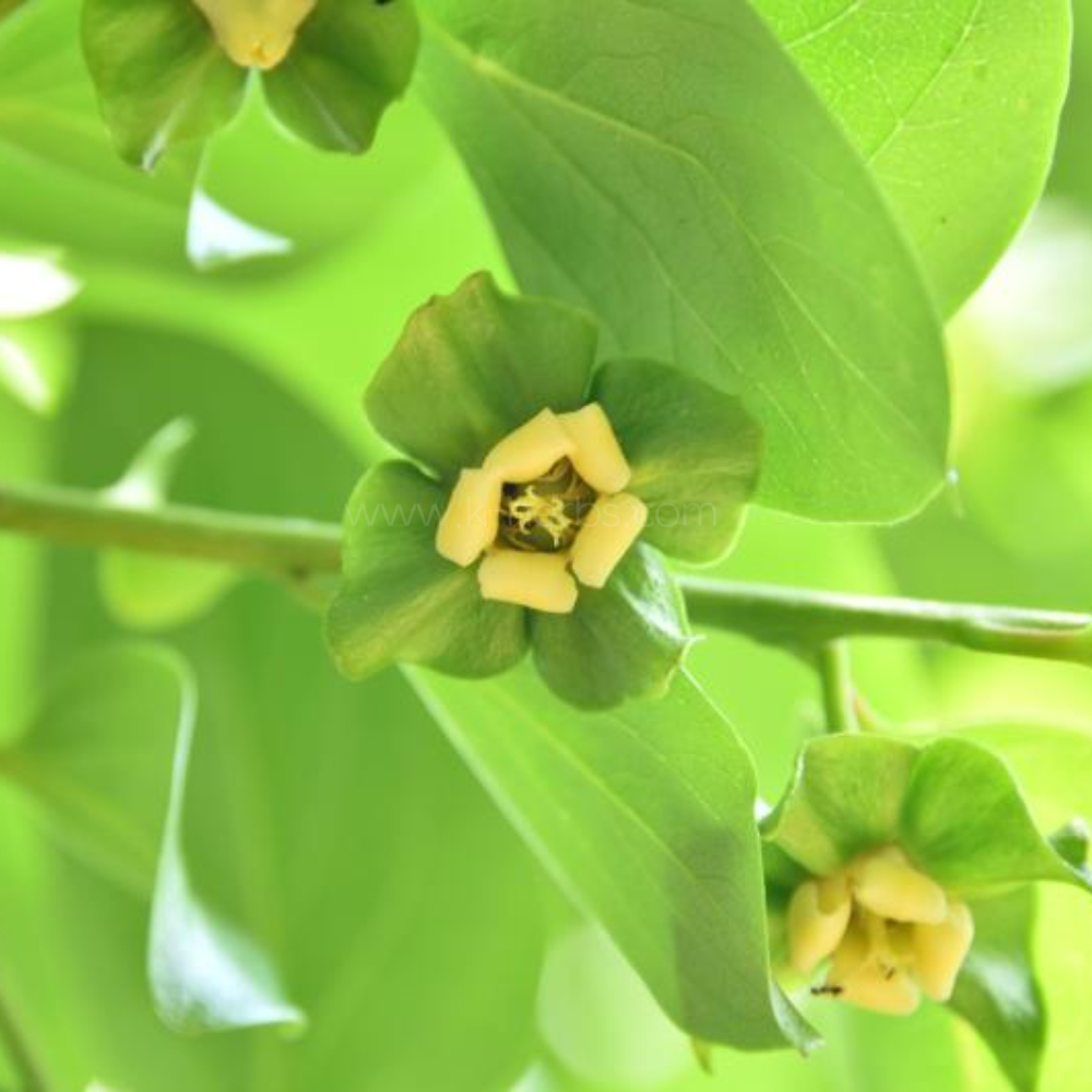 감나무 와 감꽃 감잎