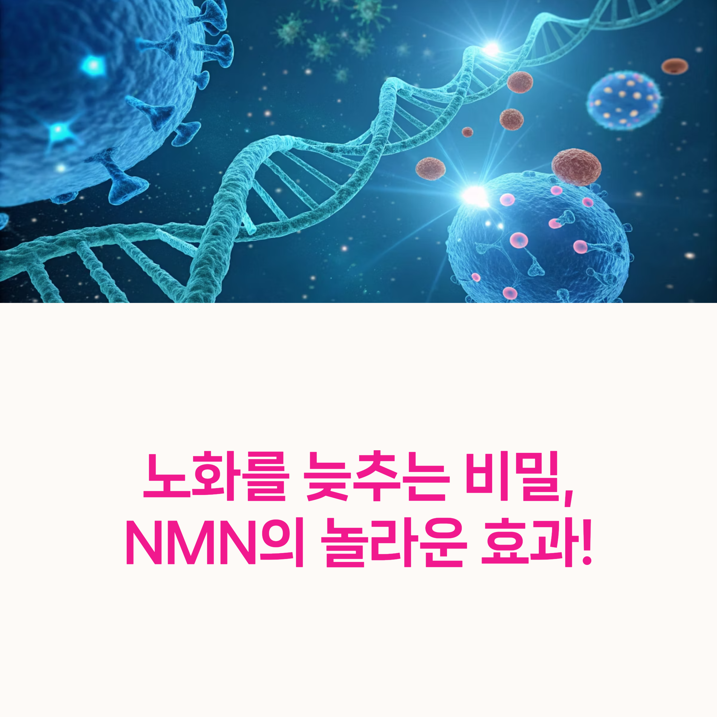 NMN, 노화방지,