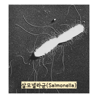 식중독-증상