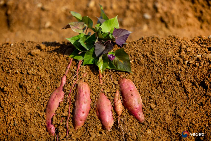 고구마 효능_4