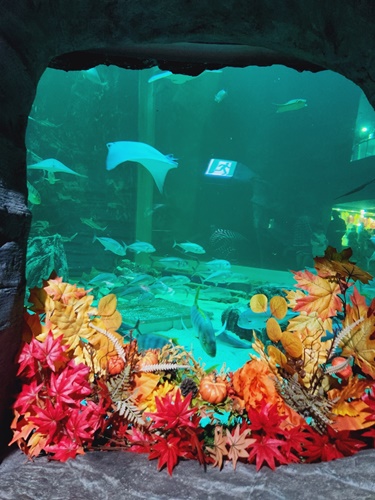 아쿠아플라넷 일산 할인 입장권 저렴한곳 + 다녀온 후기