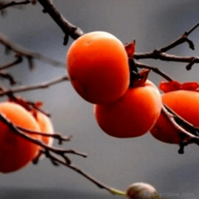 나뭇가지에 열린 감