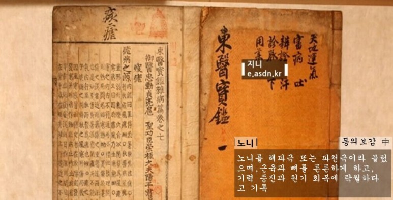 노니의 효능 10가지와 부작용 총정리...약초이야기 육십세번째