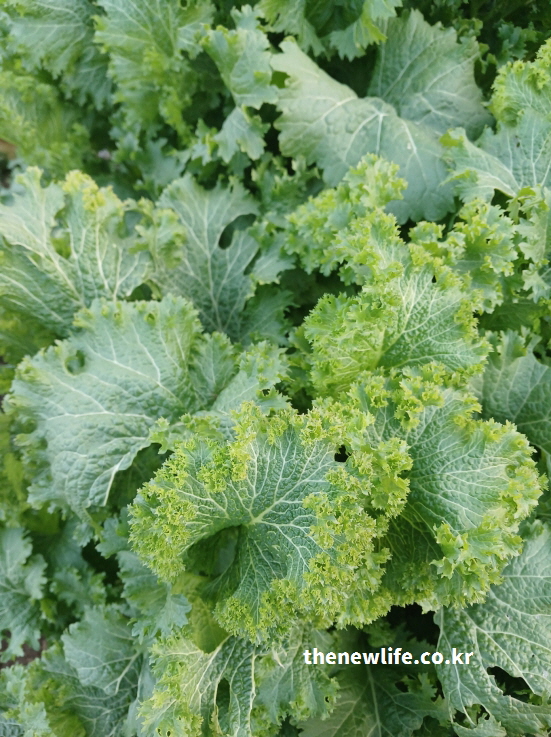 신선한 겨자잎의 주름과 결을 보여주는 실제 사진 &ndash; 겨자잎 항산화 효능 설명용 이미지