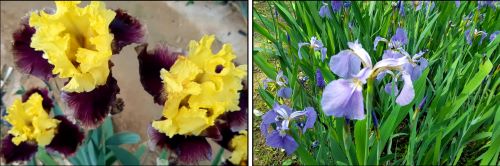 붓꽃-아이리스-종류-번식방법-종자번식-분주번식-포기나누기