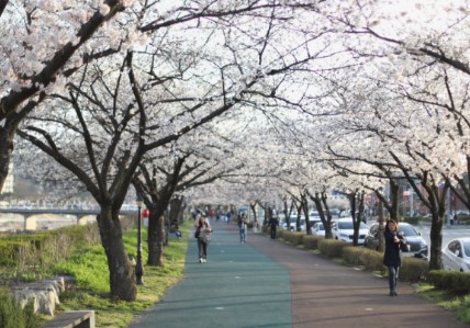 벚꽃 명소 추천