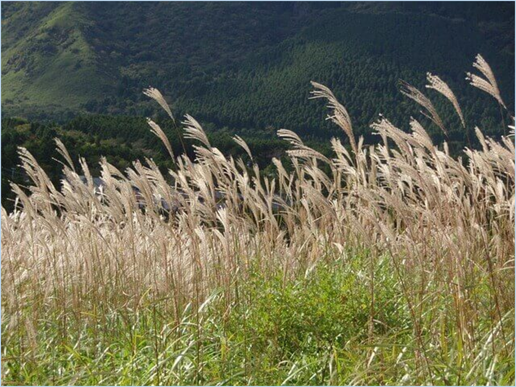 황매산-억새축제