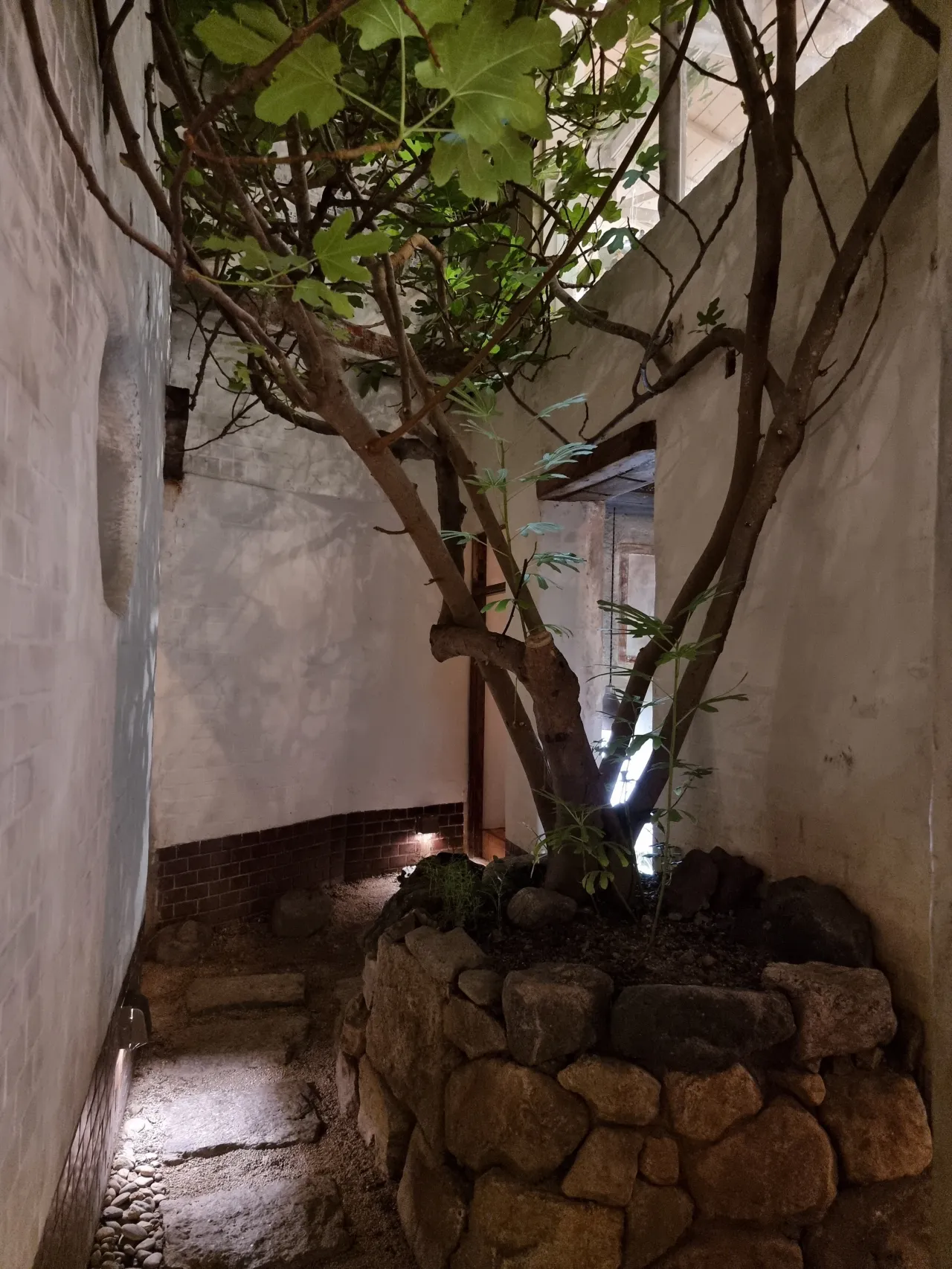 마당-무화과나무-가지-쭉-뻗어있는-모습