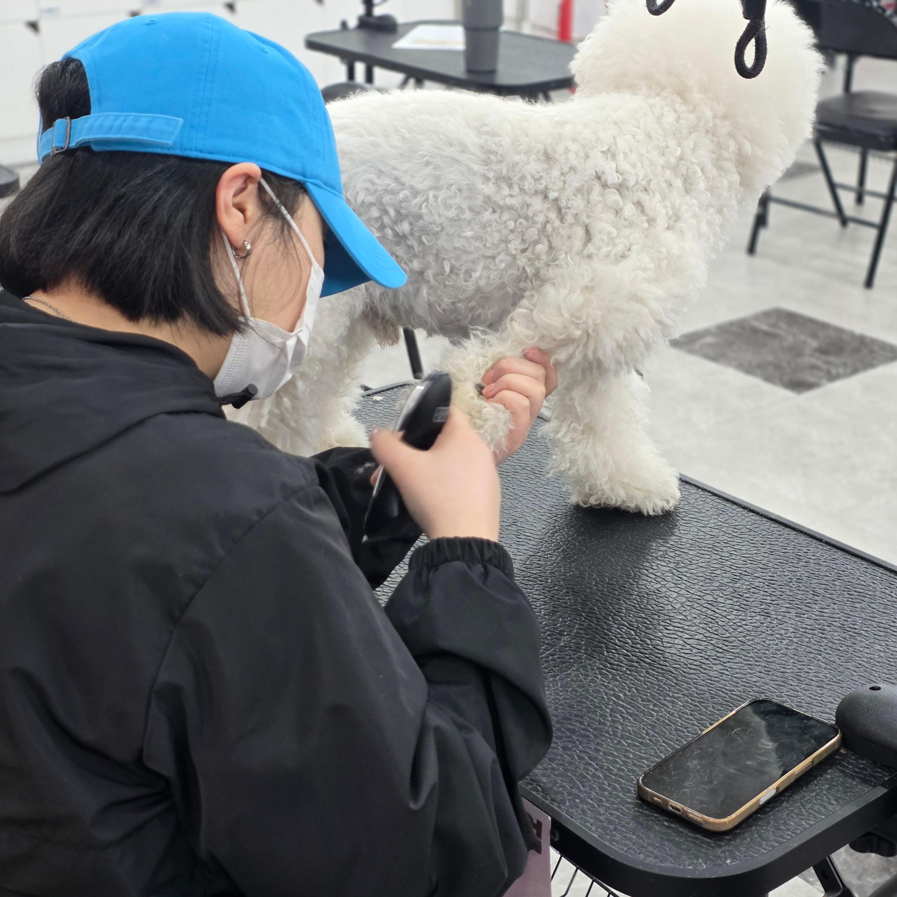 진주애견미용학원