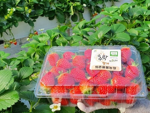 율봄식물원 딸기시즌 체험 예약 및 이용 방법