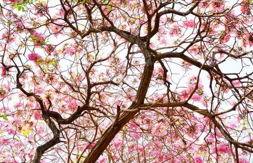 분홍트럼펫나무4