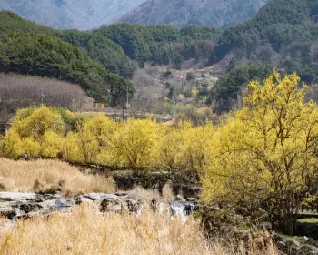 구례 산수유축제_22