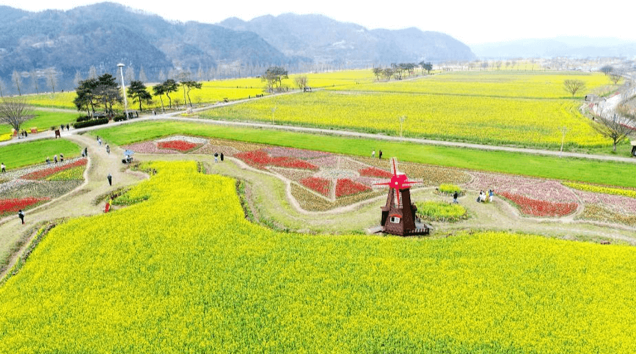 창녕낙동강유채꽃축제