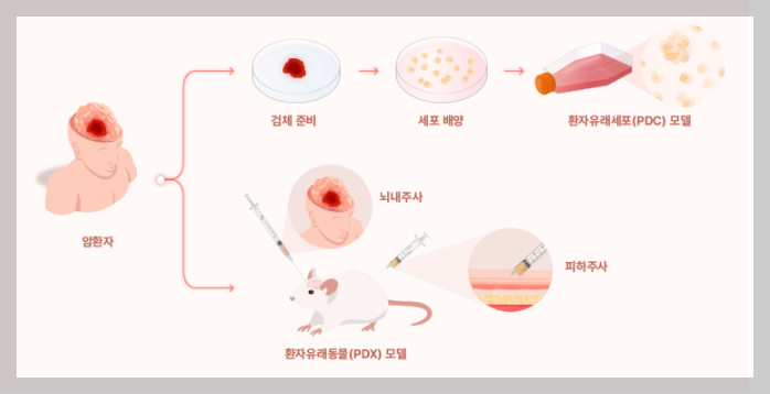 환자유래세포 (PDC), 환자유래 이종이식 (PDX)