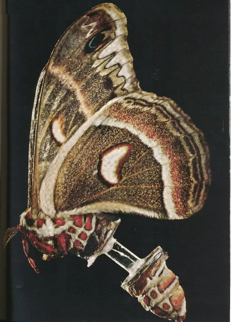 윌리엄스의 나방 번데기 실험