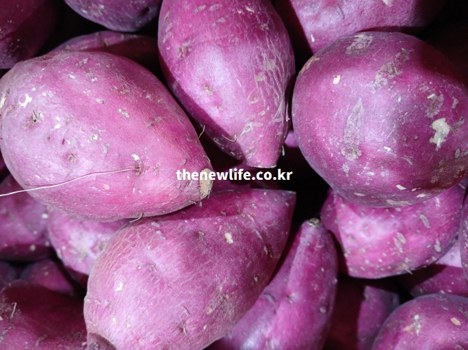 실제 촬영한 생고구마 실물 사진